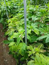 팜모닝 들깨·병해충상담 게시글 이미지