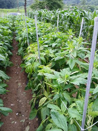 최완규님의 들깨 · 병해충상담 작성글 사진