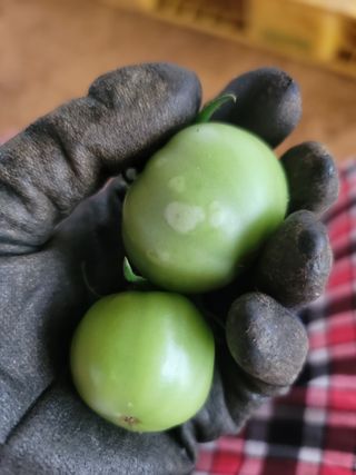 희망나래농장님의 농사, 무엇이든 물어보세요! · 참여글 작성글 사진