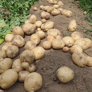 표고버섯14221님의 감자 · 영농일지 작성글 사진