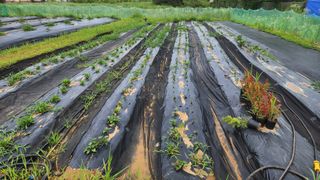해발음님의 고구마 · 영농일지 작성글 사진
