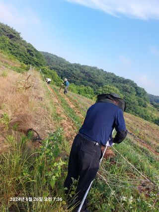 농촌이백억농원^^님의 고구마 · 영농일지 작성글 사진
