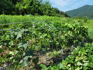 김영규님의 오이 · 영농일지 작성글 사진