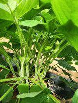 팜모닝 콩·병해충상담 게시글 이미지