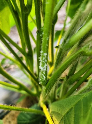 신윤숙님의 콩 · 병해충상담 작성글 사진