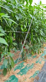 팜모닝 고추·영농일지 게시글 이미지