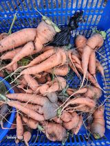 팜모닝 자유주제·자유게시판 게시글 이미지