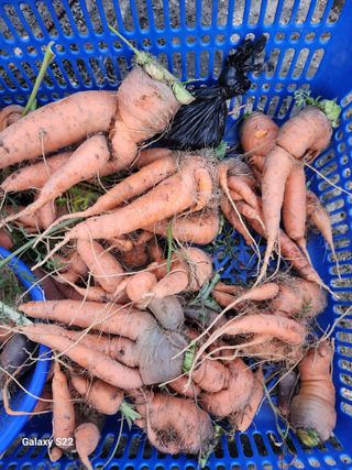 kis님의 자유주제 · 자유게시판 작성글 사진