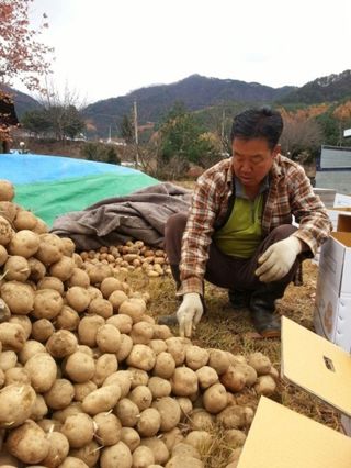 늘솔님의 사과 · 영농일지 작성글 사진