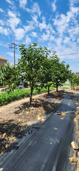 팜모닝 감·영농일지 게시글 이미지