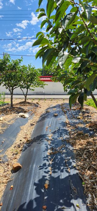 강병택님의 감 · 영농일지 작성글 사진