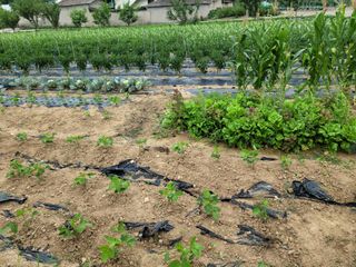 두릅나무20315님의 콩 · 영농일지 작성글 사진