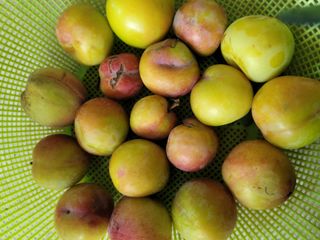 두릅나무20315님의 콩 · 영농일지 작성글 사진