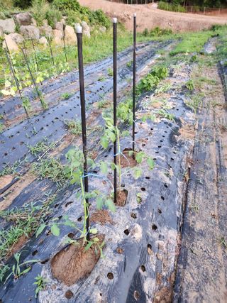 도깨비윤샘 님의 토마토 · 영농일지 작성글 사진