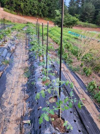 도깨비윤샘 님의 토마토 · 영농일지 작성글 사진