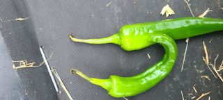 김창경님의 고추 · 병해충상담 작성글 사진