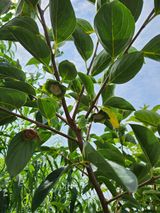 팜모닝 자유주제·자유게시판 게시글 이미지