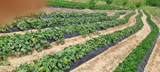 가물치님의 고구마 · 영농일지 작성글 사진