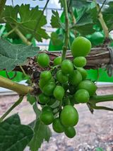 팜모닝 포도·영농일지 게시글 이미지