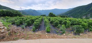 류길복님의 두릅 · 영농일지 작성글 사진