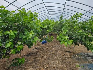 내츄럴팜 채명심님의 기타작물 · 영농일지 작성글 사진