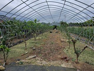 내츄럴팜 채명심님의 기타작물 · 영농일지 작성글 사진