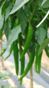 팜모닝 고추·영농일지 게시글 이미지