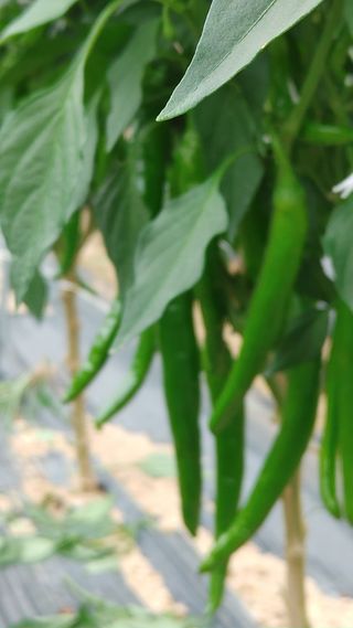 엉뚱한농사꾼임경섭님의 고추 · 영농일지 작성글 사진