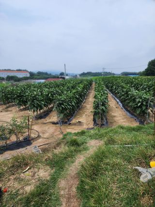 김학용님의 기타작물 · 영농일지 작성글 사진