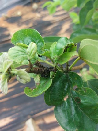 임준현님의 감 · 병해충상담 작성글 사진