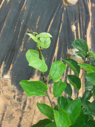 임준현님의 감 · 병해충상담 작성글 사진