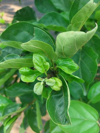 임준현님의 감 · 병해충상담 작성글 사진