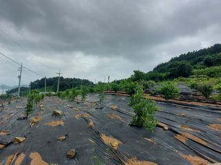 임준현님의 감 · 병해충상담 작성글 사진