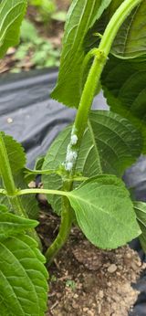 팜모닝 들깨·영농일지 게시글 이미지