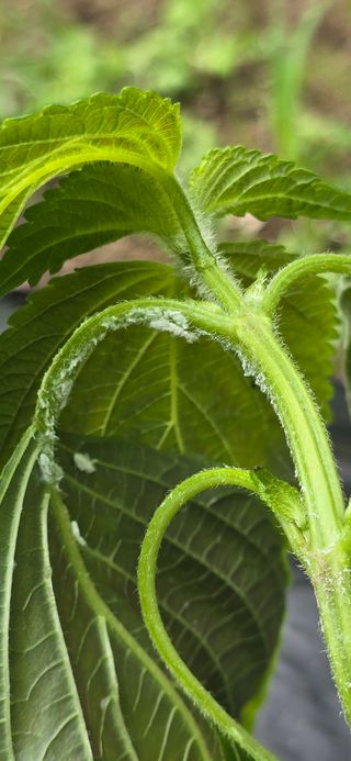 아침이슬청과님의 들깨 · 영농일지 작성글 사진