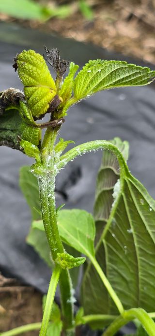 아침이슬청과님의 들깨 · 영농일지 작성글 사진