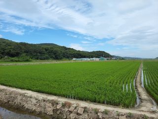 비료대리점님의 벼 · 영농일지 작성글 사진