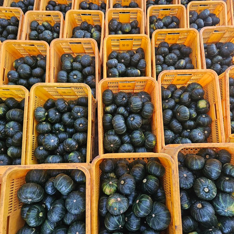 제주대정 방점순님의 장터 판매 상품 [제주산 미니밤호박 2kg 3kg 5kg 10kg] 첨부 사진