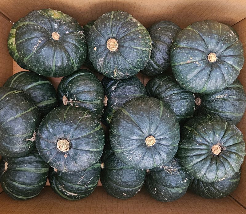 제주대정 방점순님의 장터 판매 상품 [제주산 미니밤호박 2kg 3kg 5kg 10kg] 첨부 사진