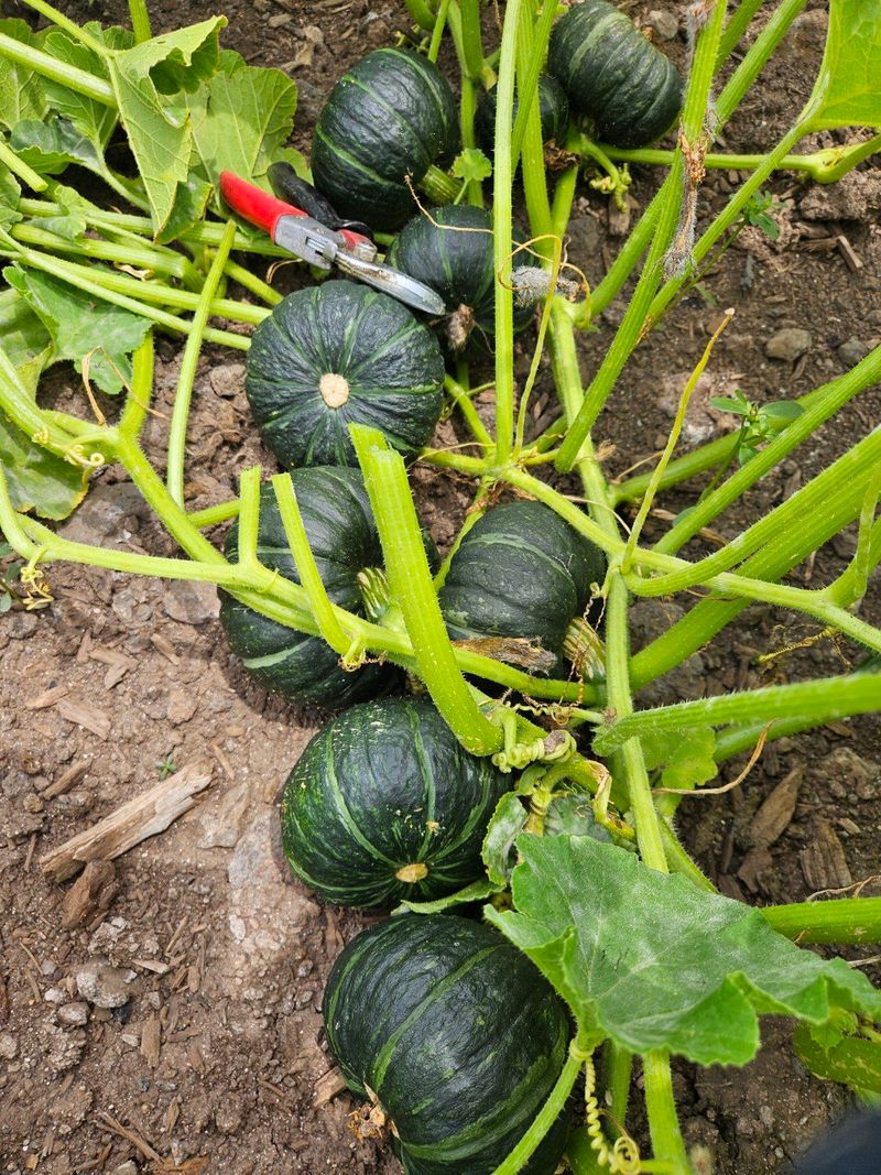 제주대정 방점순님의 장터 판매 상품 [제주산 미니밤호박 2kg 3kg 5kg 10kg] 첨부 사진