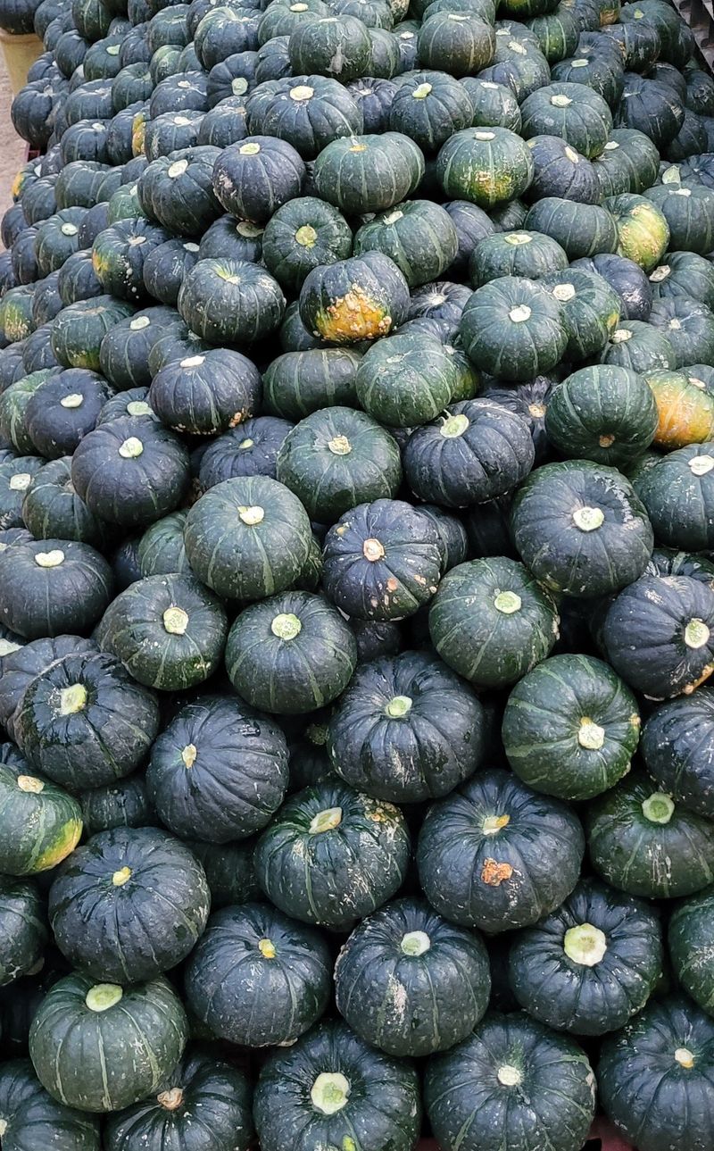 제주대정 방점순님의 장터 판매 상품 [제주산 미니밤호박 2kg 3kg 5kg 10kg] 첨부 사진