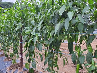 비료대리점님의 고추 · 영농일지 작성글 사진