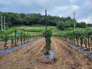 비료대리점님의 고추 · 영농일지 작성글 사진
