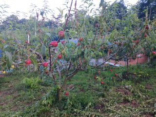 주복자님의 복숭아 · 영농일지 작성글 사진