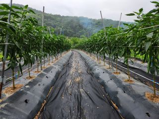 금우님의 고추 · 영농일지 작성글 사진