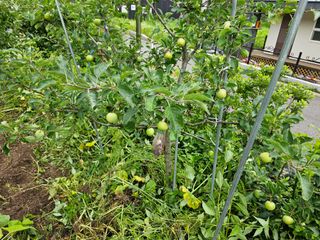 솔바람 님의 감자 · 영농일지 작성글 사진