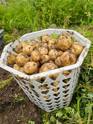 솔바람 님의 감자 · 영농일지 작성글 사진