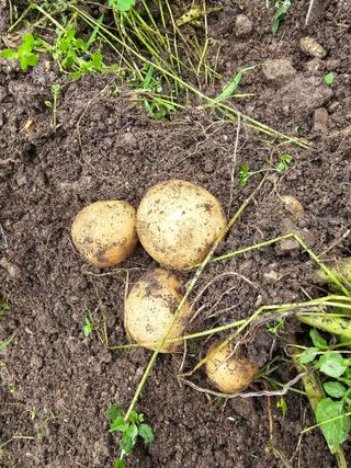 솔바람 님의 감자 · 영농일지 작성글 사진