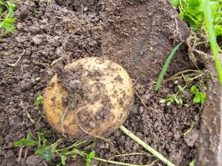 솔바람 님의 감자 · 영농일지 작성글 사진