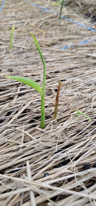친환경님의 기타작물 · 병해충상담 작성글 사진